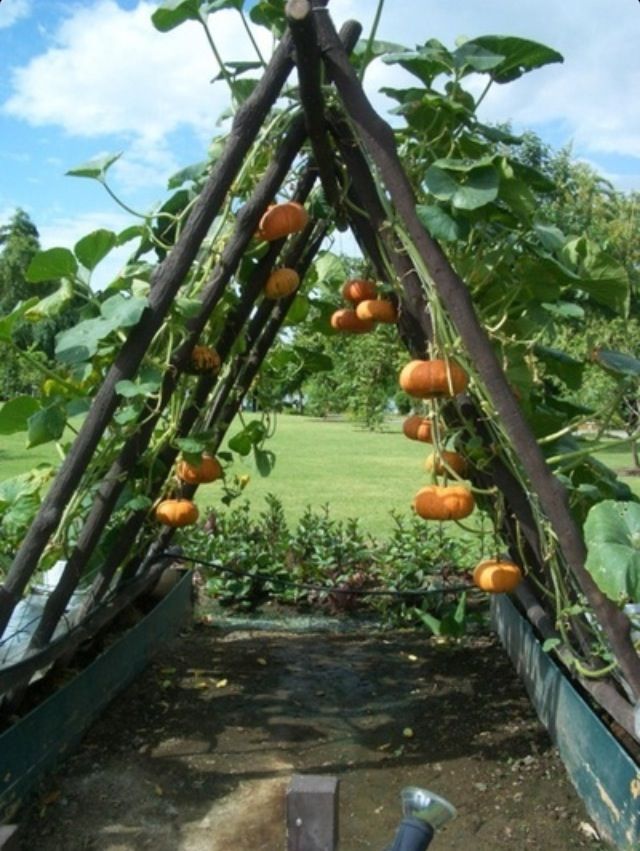 Vertical Growing: Pumpkins and Squashes | growingarden