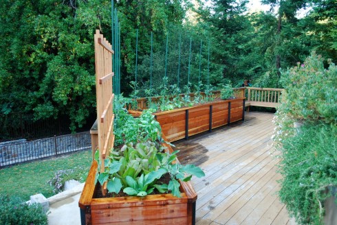 Large Terrace / Vegetable Balcony Garden