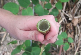 Hollow stem of unknown plant species