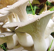 White Osyer Mushrooms - Growing Kit