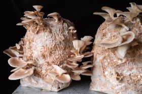 Mushroom Growing At Home: Oyester Mushroom Kits