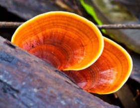 Reishi Mushrooms on Logs