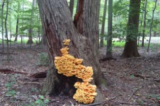 Chicken of the woods ... in the woods!
