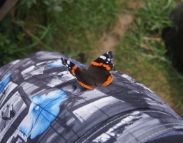 Butterfly in Organic Permaculture Garden