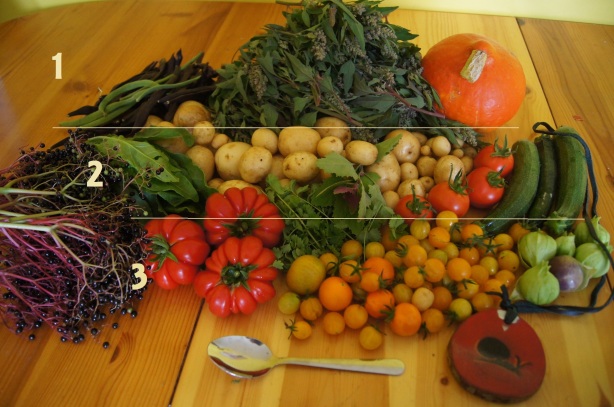 Organic Vegetable Harvest